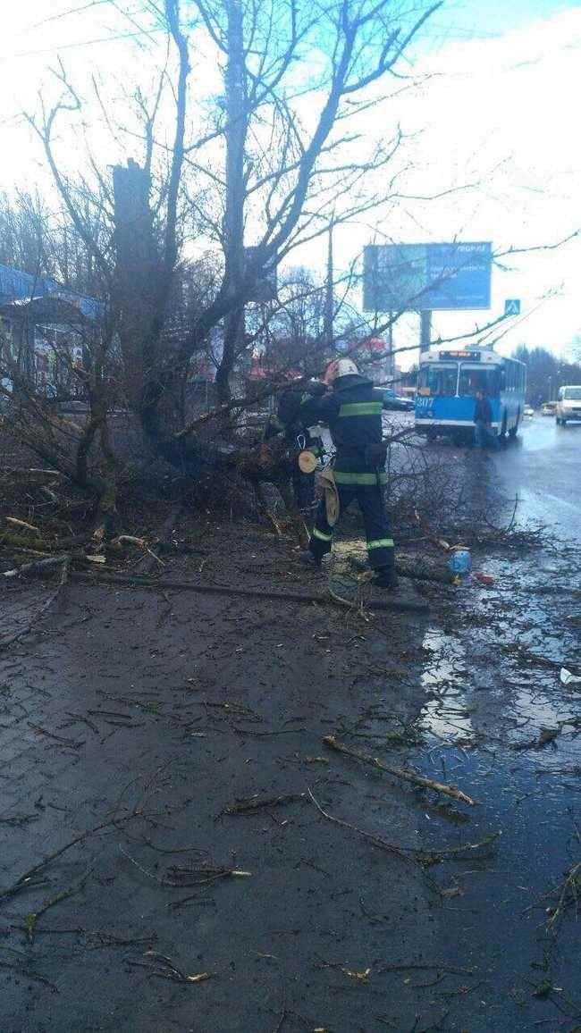 Дерево упало на 12-летнюю девочку в Виннице, ребенок погиб, - ГСЧС 02