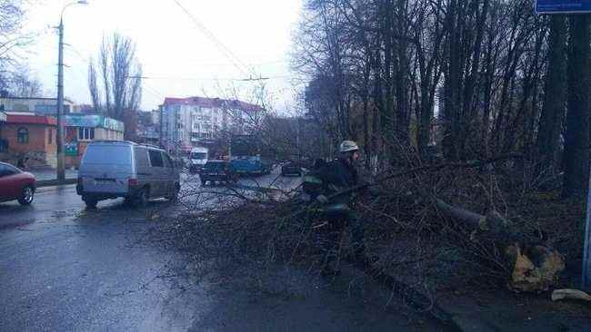 Дерево упало на 12-летнюю девочку в Виннице, ребенок погиб, - ГСЧС 01