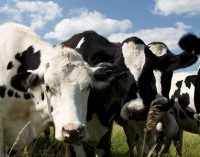 Изменение диеты коров снизит выбросы парниковых газов