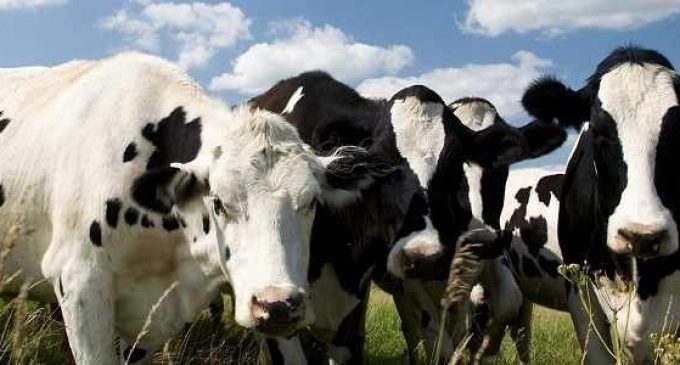 Изменение диеты коров снизит выбросы парниковых газов