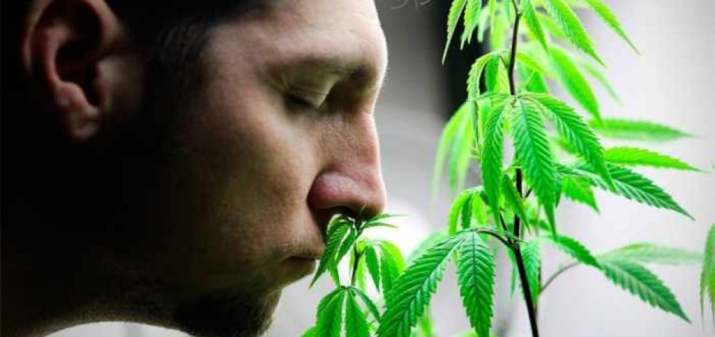 В Грузии отменили штрафы за употребление марихуаны
