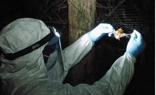 У летучих мышей нашли новый вирус лихорадки Эбола
