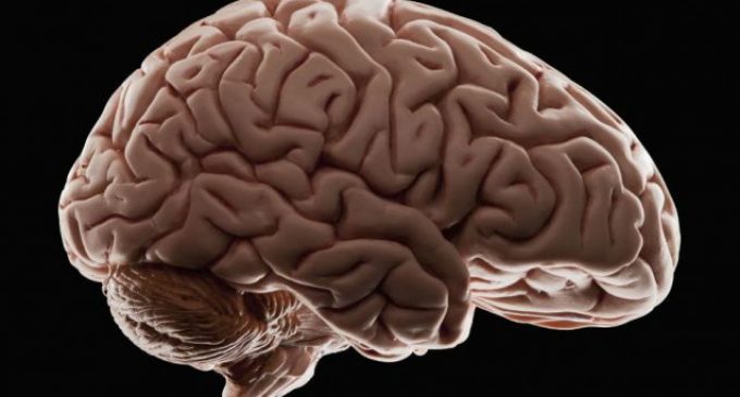 Названы факторы, способствующие старению мозга