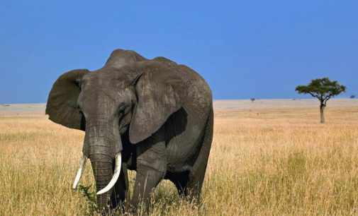 Ученые выяснили, что защищает слонов от рака