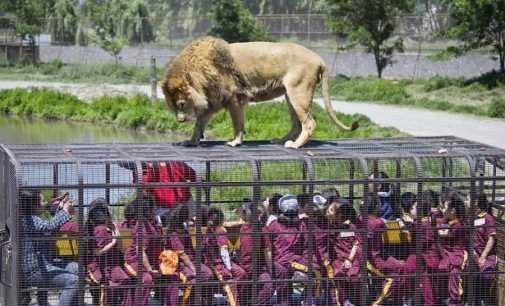 В Китае открыли уникальный зоопарк, в котором в клетках сидят люди