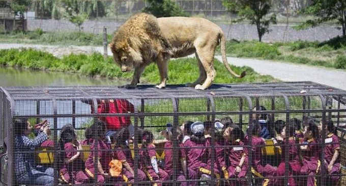 В Китае открыли уникальный зоопарк, в котором в клетках сидят люди