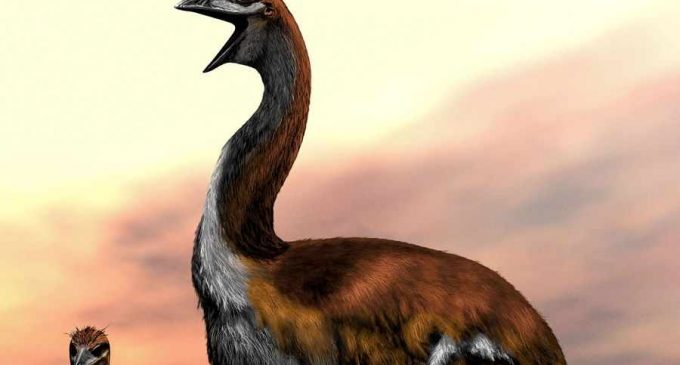Ученые назвали крупнейшую птицу в истории