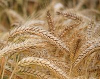 Цена хлеба: бизнес пытается договориться о новых тарифах на доставку зерна