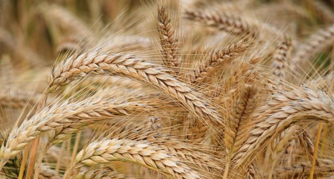 Цена хлеба: бизнес пытается договориться о новых тарифах на доставку зерна