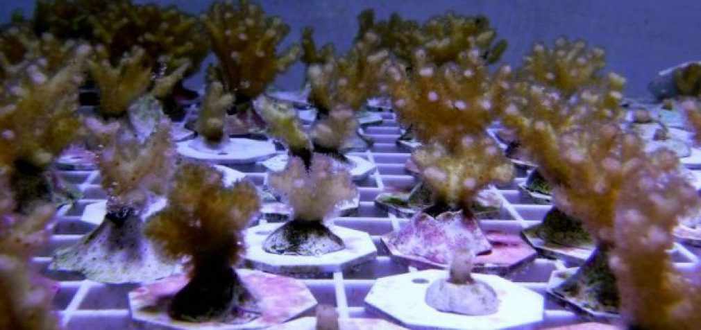 Ученые обнаружили уникальные способности у кораллов