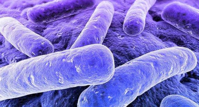 Ученые нашли микробиом в человеческом мозге