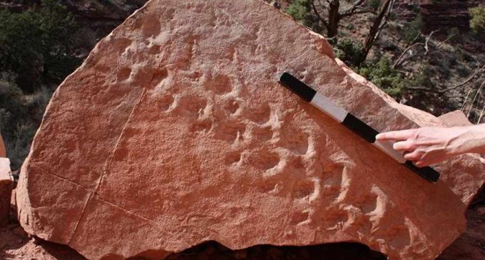 Палеонтологи нашли отпечатки следов первых ящеров Земли