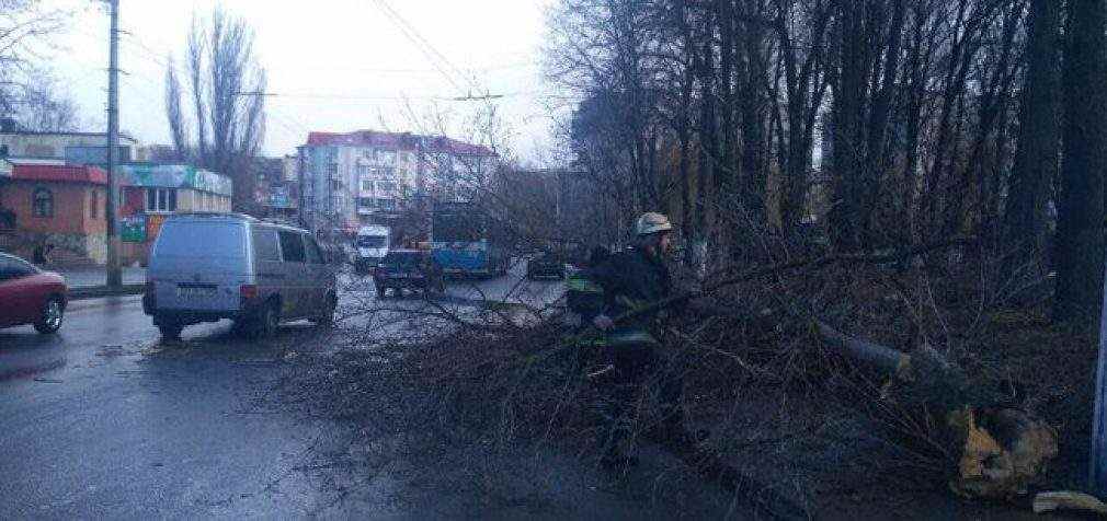 Дерево упало на 12-летнюю девочку в Виннице, ребенок погиб, – ГСЧС. ФОТО