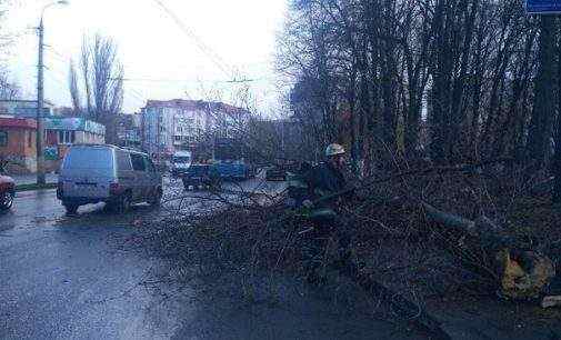 Дерево упало на 12-летнюю девочку в Виннице, ребенок погиб, – ГСЧС. ФОТО