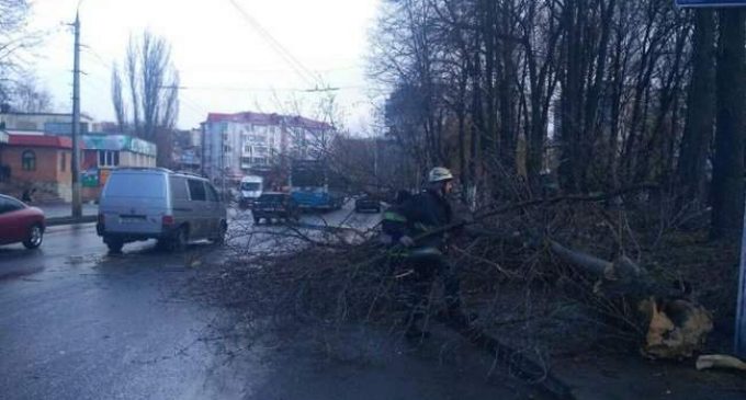 Дерево упало на 12-летнюю девочку в Виннице, ребенок погиб, – ГСЧС. ФОТО