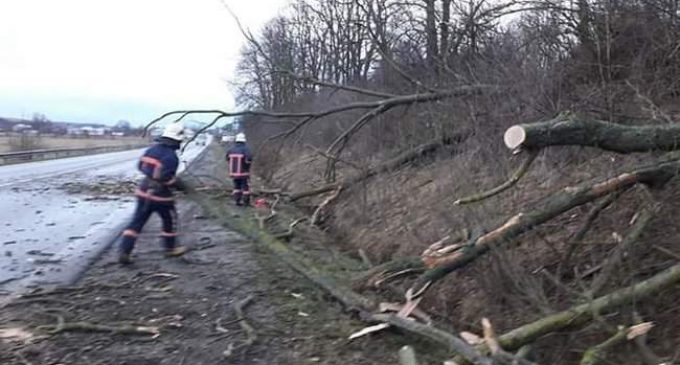 Сильный ветер повалил деревья в Ивано-Франковской и Винницкой областях, – ГСЧС. ФОТОрепортаж