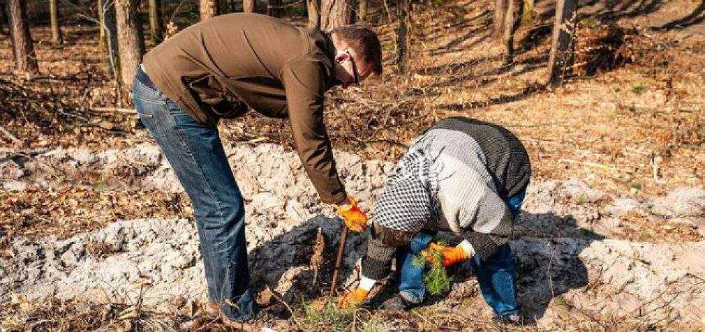 Национальный рекорд по высадке деревьев установили подо Львовом – более 77 тысяч за 8 часов. ФОТОрепортаж