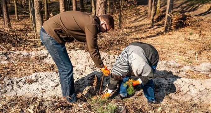 Национальный рекорд по высадке деревьев установили подо Львовом – более 77 тысяч за 8 часов. ФОТОрепортаж