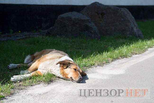 В 33-ю годовщину аварии на ЧАЭС прошли памятные мероприятия 12