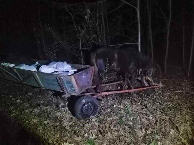 Трое украинцев на двух подводах везли в Беларусь 800 килограммов сала, - ГПСУ 02