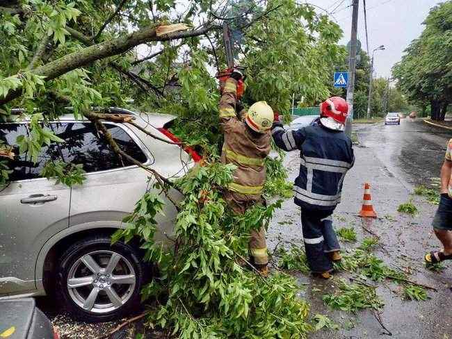 В результате падения дерева в Буче один человек погиб. В Киеве пострадали 4 человека, - ГСЧС 01