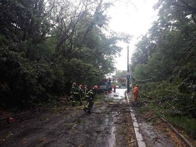 В результате падения дерева в Буче один человек погиб. В Киеве пострадали 4 человека, - ГСЧС 04