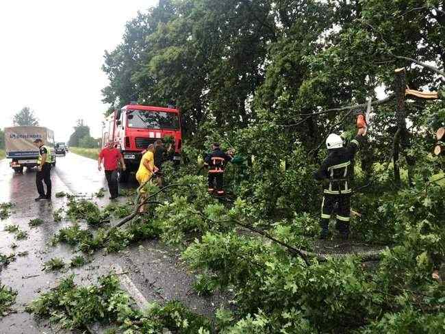 В результате падения дерева в Буче один человек погиб. В Киеве пострадали 4 человека, - ГСЧС 05