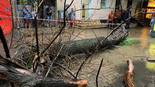 Ночной ураган в Одессе повалил десятки деревьев, оборвал провода, повредил транспорт 21