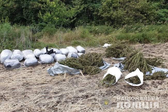 150 кг марихуаны: полицейские обнаружили в лесополосе на Луганщике склад наркотиков 05