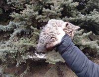 На Днепропетровщине спасатели сняли кота с дерева, – ФОТО