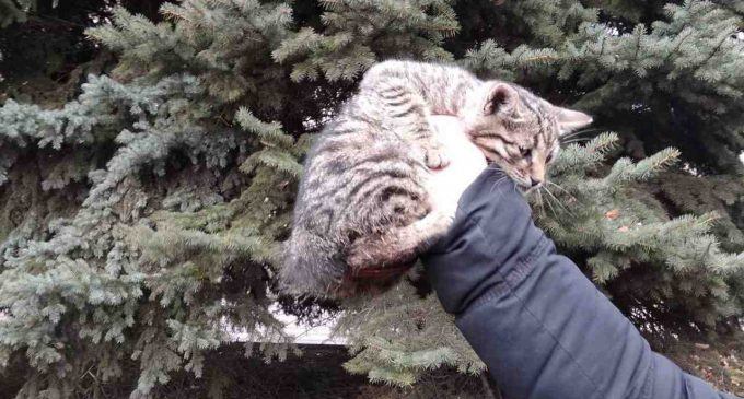 На Днепропетровщине спасатели сняли кота с дерева, – ФОТО
