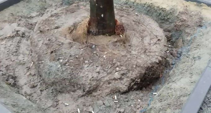В Днепре на Троицкой деревья высаживают в бетон