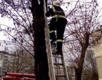 На Днепропетровщине спасатели сняли котенка с дерева