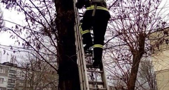 На Днепропетровщине спасатели сняли котенка с дерева