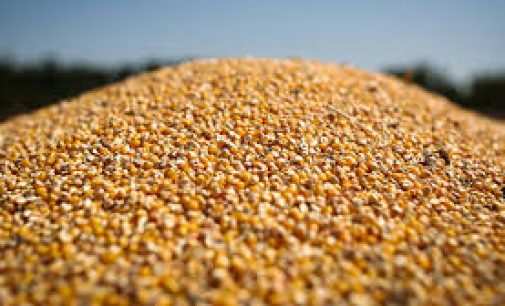 Украинская кукуруза вытесняет с рынков Азии американскую