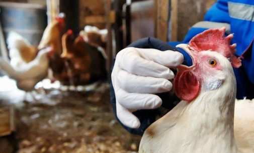 Птичий грипп в Польше: из-за вируса погибли более 100 тысяч птиц