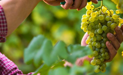 Цены на виноград в Украине выросли в полтора раза