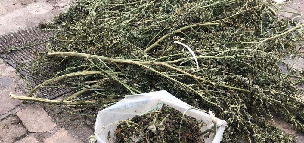 В Днепре мужчина хранил у себя дома около 10 килограмм марихуаны, – ФОТО, ВИДЕО