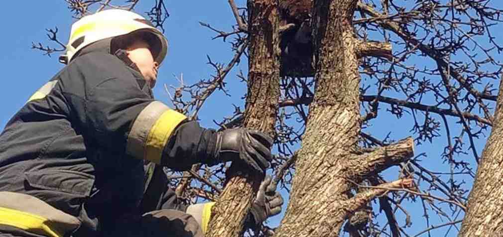 В Днепре спасатели сняли кота с дерева, – ФОТО