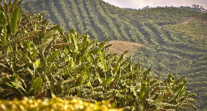 В Уганде саранча уничтожает кофейные плантации