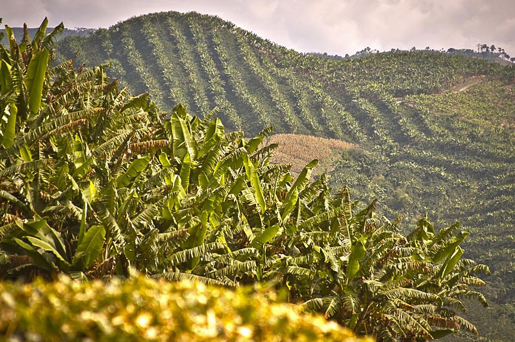 В Уганде саранча уничтожает кофейные плантации