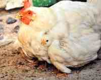 Евросоюз снял запрет на импорт мяса птицы из Украины