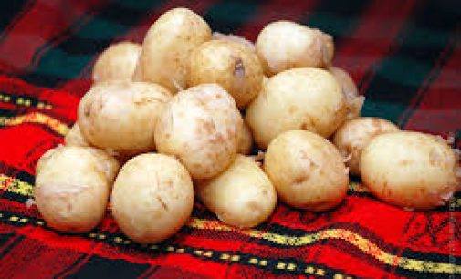 В Украине ожидается рекордно ранний сезон молодого картофеля