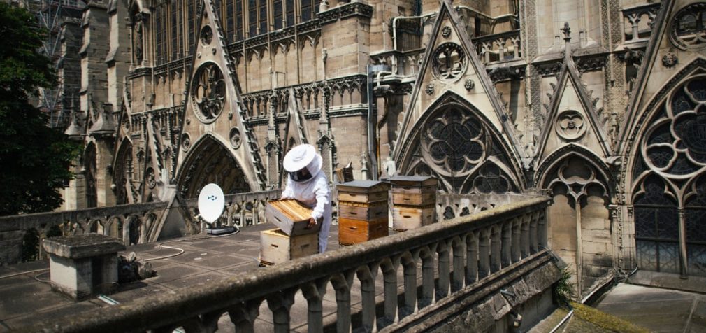 На крыше сгоревшего собора Парижской богоматери выжили пчёлы