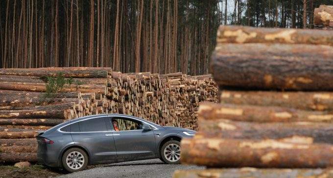 Суд Германии позволил вырубить лес ради строительства завода Tesla