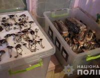 Под Днепром задержали группировку, выращивающую галлюциногенные грибы, – ФОТО, ВИДЕО