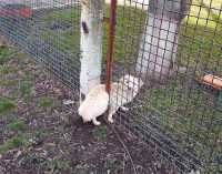 В Днепропетровской области собака застряла в заборе детского сада, – ФОТО