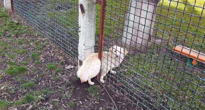 В Днепропетровской области собака застряла в заборе детского сада, – ФОТО