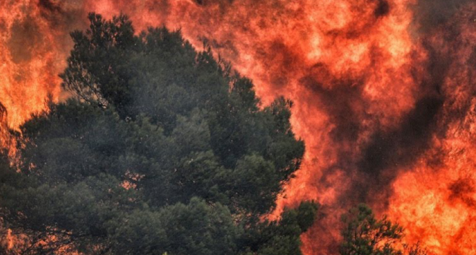 48 пожаров за сутки: спасатели просят жителей Днепропетровщины не сжигать траву, – ФОТО