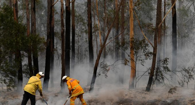 В Австралии дым лесных пожаров убил сотни человек